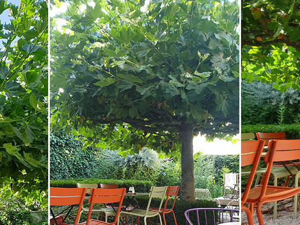 De beste zonwering voor buiten én binnen? 006-Dakbomen-wetteren.jpg