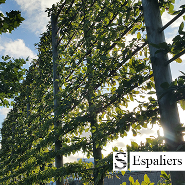 Espaliers stores