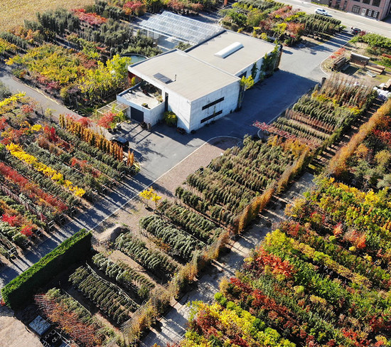 Espaliers-treenursery-cut-856-760-359-7.jpg