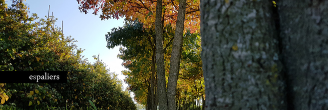 Parasolbomenherfstkleurenliquidambar.jpg