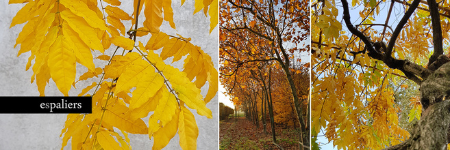 Parasolbomenherfstkleurenwisteriaplataan.jpg