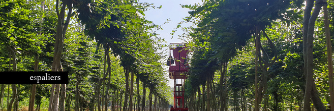 Meerstammigeleibomen002.jpg