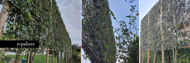 Meerstammigeleibomen005.jpg