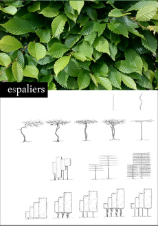 Carpinus-soort.jpg