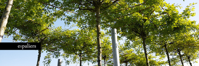 Hogeparasolbomen2.jpg