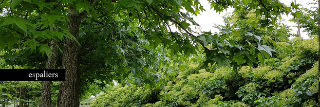 Natuurlijkeparasols01.jpg