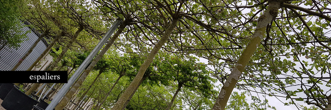 Hogeparasolbomen.jpg