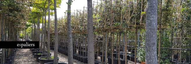 Hogeparasolbomen3.jpg
