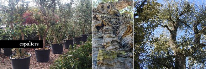 Kurkeik-Quercus-suber.jpg
