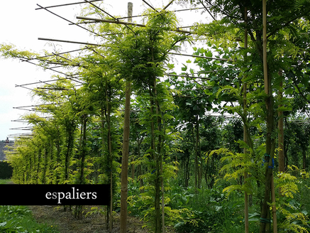 gleditsia-triancanthus-sunburst2.jpg
