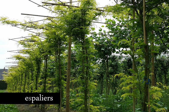 gleditsia-triancanthus-sunburst2.jpg