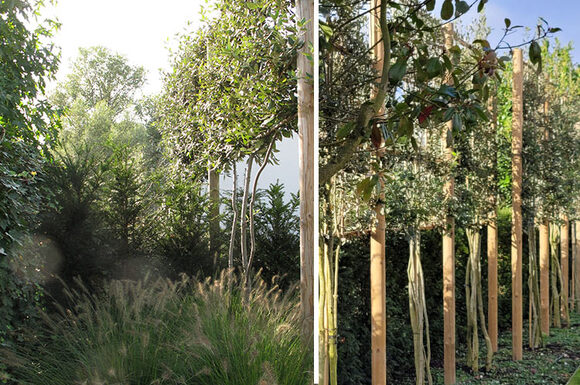 eersteonderhoudleibomen.jpg