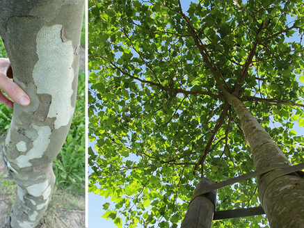 Platanusdakplataanrooftopplanetree.jpg