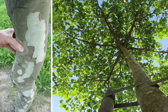 Platanusdakplataanrooftopplanetree.jpg