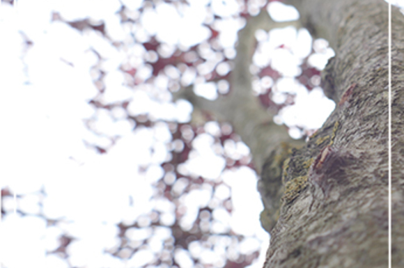 Dit zijn de sterkste groenblijvende leibomen. homepage-banner-artikels-herfst-web.jpg