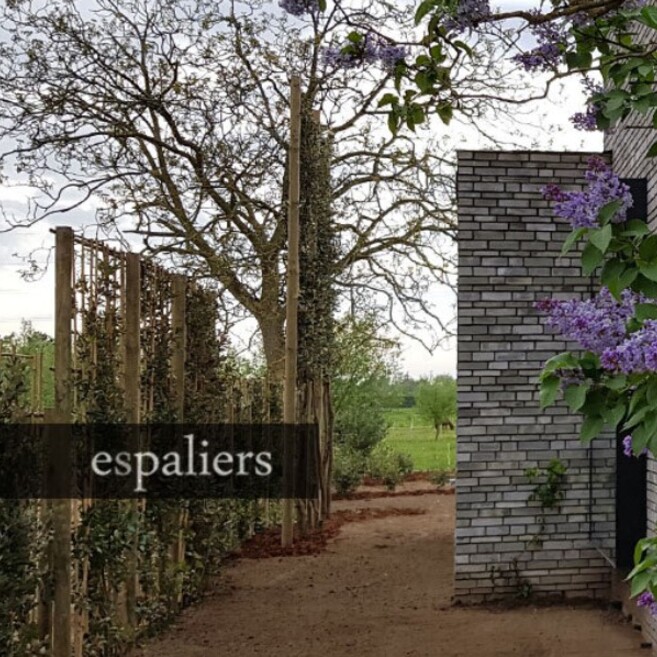 Esp 070318 | Quercus ilex | Heffen (Antwerpen) Leibomen-Steeneik-Heffen-Mechelen.jpg