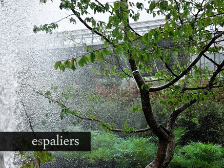 watergeven-watering-espaliers-intro.jpg
