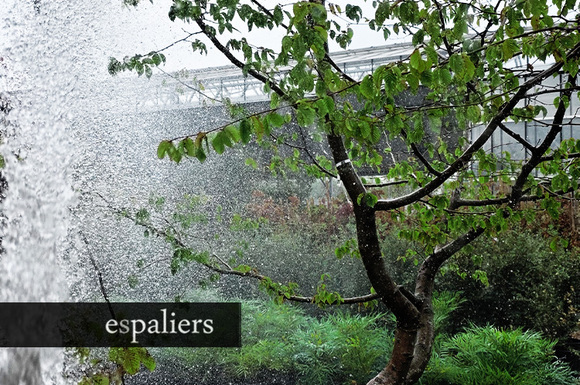 watergeven-watering-espaliers-intro.jpg