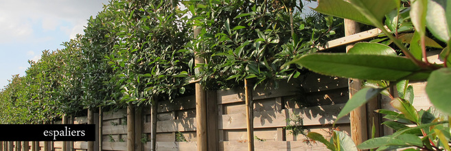 esp270713-photinia-oost-vlaanderen.jpg