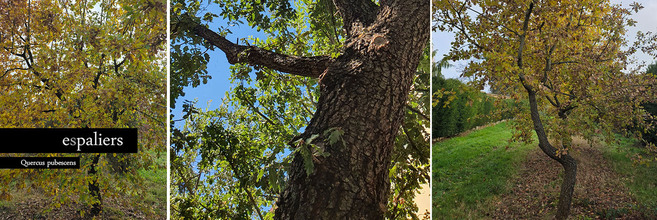 QuercuspubescensCheneblanc.jpg