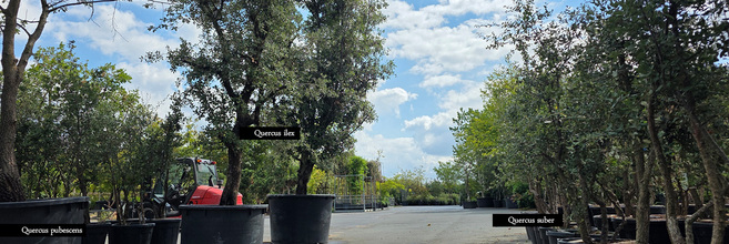 Quercusboomkwekerijbijzondereeiken.jpg