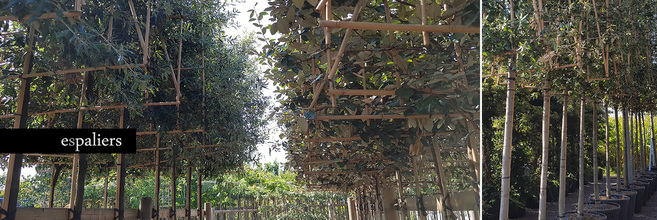 groenblijvende-leibomen-Privacy.jpg groenblijvende-leibomen-Privacy.jpg