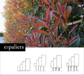 Photinia-pleached-soort.jpg