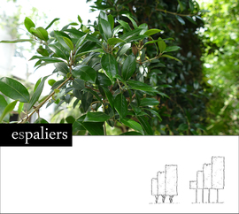 Osmanthus-heterophyllus-pleached-soort.jpg